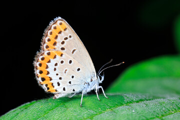 Fototapeta na wymiar Grey butterfly inhabits wild plants in North China