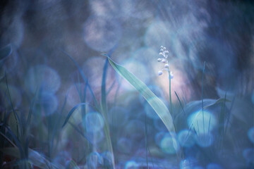 May lily of the valley in early spring