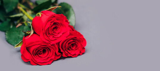 Three beautiful red roses close up lie on a gray background. The concept of the holiday - Valentine's Day, February 14, March 8, Mother's Day, International Women's Day. Banner. A place for text.