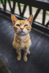 Obraz premium cute red cat looks at the camera and squints; blurry background