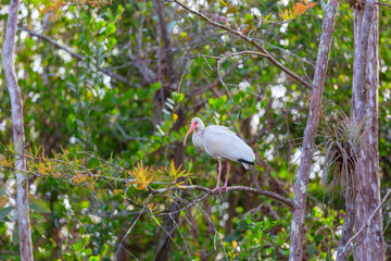 Ibis