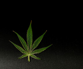 Color leaf of S.A.G.E. variety of marijuana ripened flower with black background