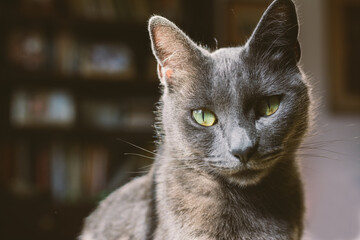 Nice gray cat with green eyes sitting in the living room looking at camera