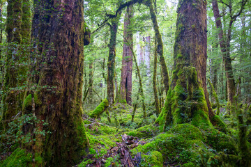 New Zealand forest © Galyna Andrushko