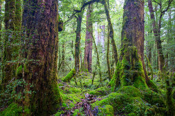 New Zealand forest