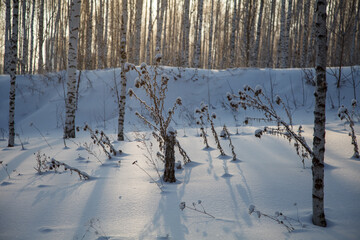 Sunset in birch forest in winter