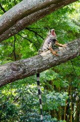 iguana in the forest