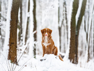 Dog in snow covered land