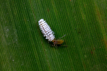 Ladybug larvae inhabit wild plants in North China