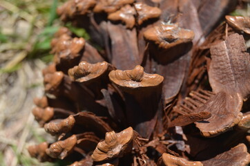 mushrooms in the forest