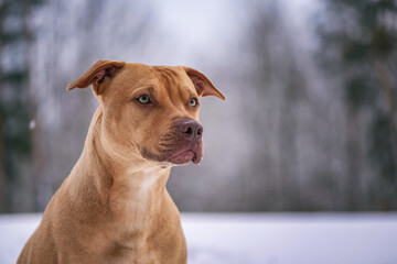 forest, pit bull terrier, dog, snow, winter, animal, pet, canine, white, brown, puppy, nature,...