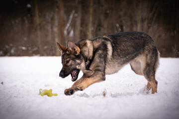 German Shepherd Dog is running in snow. he is so happy outside. Dogs in snow is nice view