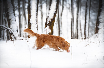 Dog in snow covered land