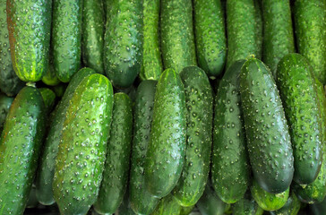 fresh cucumbers in the market. harvest, background, food texture