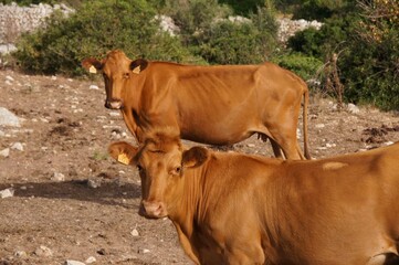 Cows grazing in a field