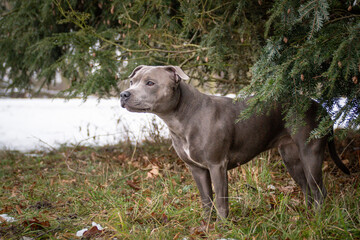 staffordshire bull terrier is standing under the pine in snow. he is so happy outside. Dogs in snow...