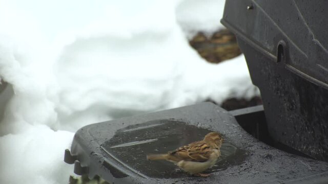 Sparrow finds water to drink and for taking a birdbath on funny place, the platform of a cold grill in wintertime.