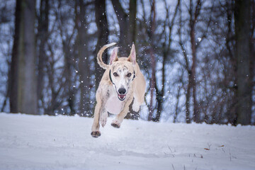 Whippet Dog is jumping in snow. he is so happy outside. Dogs in snow is nice view