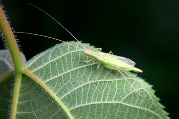 Tree crickets live on wild plants in North China