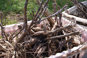 Large tubers of dahlias with cut dried stems are stacked in a large plastic box, standing on the young green grass. Spring planting preparation.