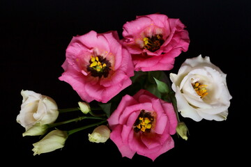 Beautiful pink and white flowers - eustoma, lisianthus or prairie gentian	