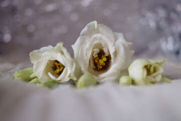 Obraz na płótnie Canvas Beautiful white flowers - eustoma, lisianthus or prairie gentian 