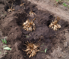 Spring planting of dahlias in the soil. Large tubers of dahlias lie in holes in the flower bed.