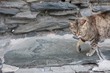 Cat stalking