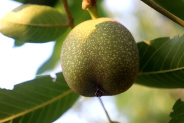 Green walnut on a tree