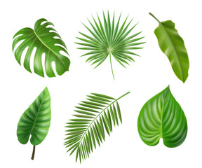 Fototapeta na wymiar Tropical palm leaves set isolated on white background. Monstera philodendron and banana jungle leaf, Exotic foliage collection vector