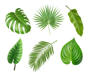 Fototapete Tropische Blätter Tropische Palmblätter eingestellt isoliert auf weißem Hintergrund. Monstera Philodendron und Bananendschungelblatt, exotischer Laubsammlungsvektor