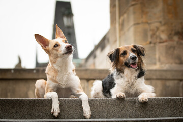 Two dogs are lying in city center on stairs. They were in center of Prague. She is so patient model.