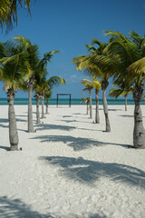 palm trees on the beach