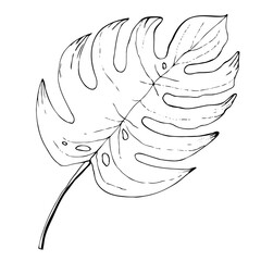 Monstera. Plant leaf from tropical forests isolated on white background. Abstract minimal vector illustration. Can be used for greeting cards, flyers, invitations, web design, etc