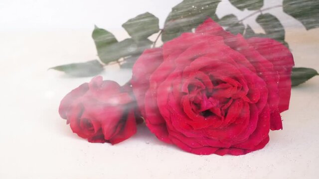 dark red roses on table