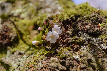 Cherry Blossom & Buds on Tree Trunk
