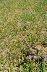 lizard on the grass