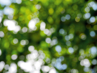 blurry green leaves and white bokeh with white sunlight abstract background