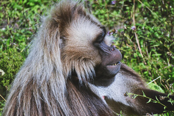 Baboon isolated.