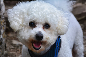 Bichon frise dog.