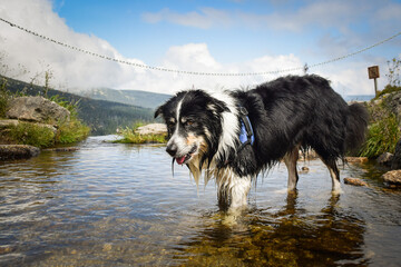 Border collie is standing in water. He is so crazy happy dog on the trip.