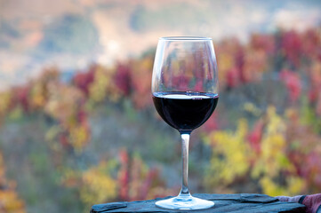 Glass of Portuguese red dry wine, produced in Douro Valley and old terraced vineyards on background in autumn, wine region of Portugal