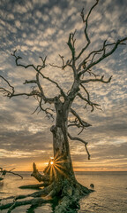 Dead tree in the ocean