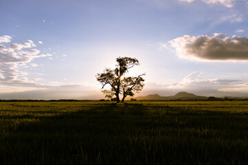 Two lone trees in the middle of a rice plantation