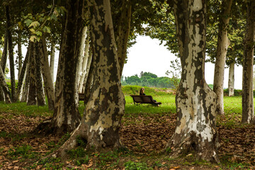 Woman sitting on a bench next to a forest full of trees with fallen leaves