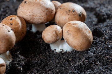 Brown champignons mushrooms growing in underground caves in Kanne, Belgium