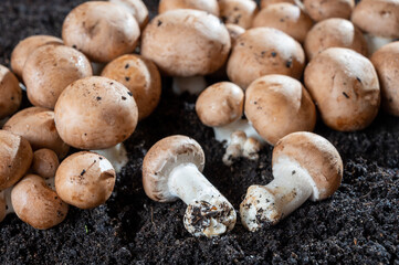 Brown champignons mushrooms growing in underground caves in Kanne, Belgium