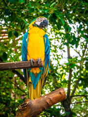 papagaio amarelo e azul