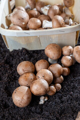 Brown champignons mushrooms growing in underground caves in Kanne, Belgium
