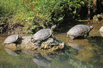 Several specimens of the red-eared slider (Trachemys scripta elegans) sunning themselves in a small...